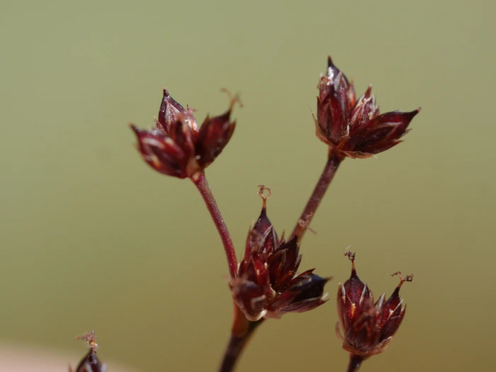 Juncus articulatus image