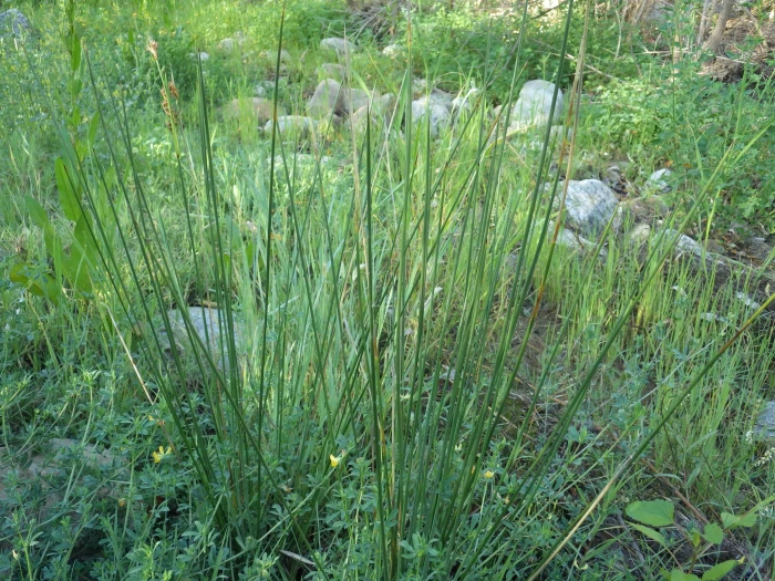Juncus balticus image