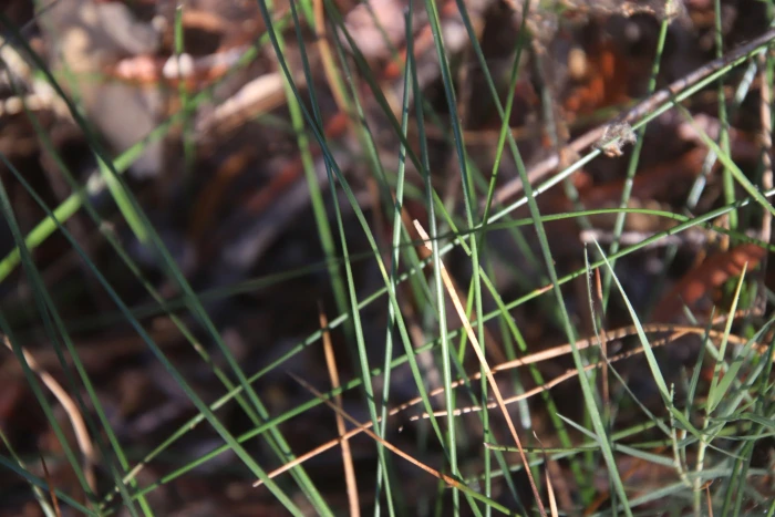 Juncus mexicanus image