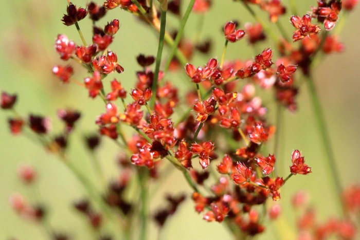 Juncus biflorus image
