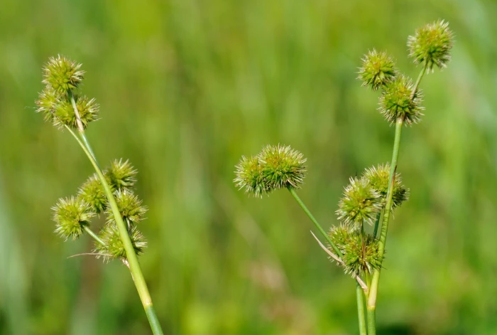 Juncus brachycarpus image