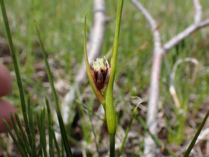 Juncus castaneus image