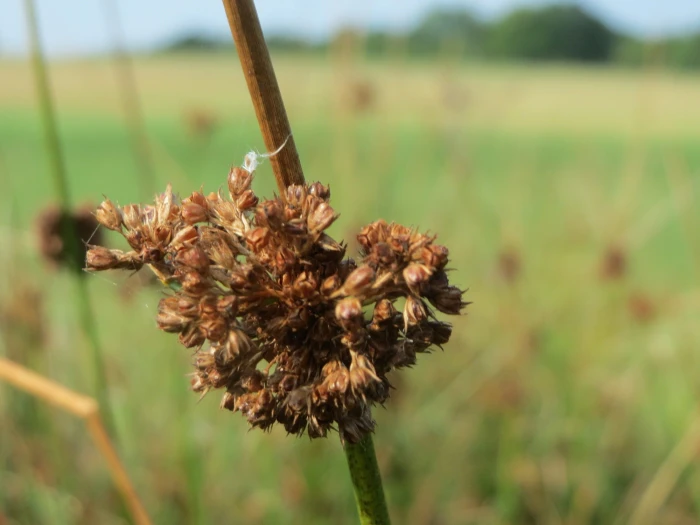 Juncus conglomeratus image