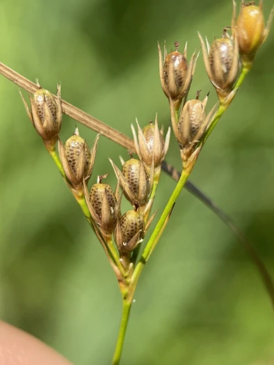 Juncus dichotomus image