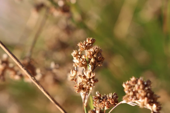 Juncus edgariae image