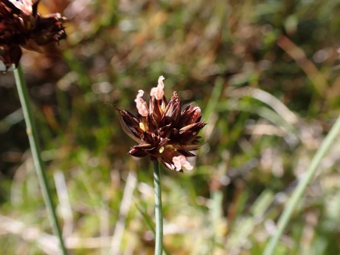 Juncus falcatus image