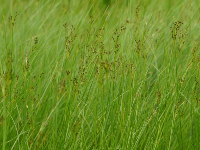 Juncus gerardii image