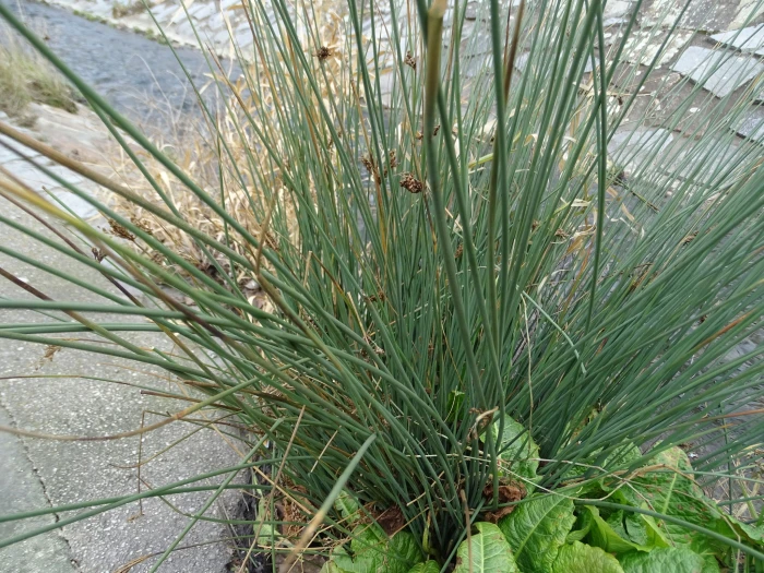 Juncus inflexus image