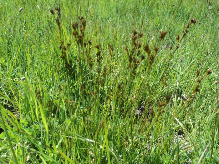 Juncus occidentalis image