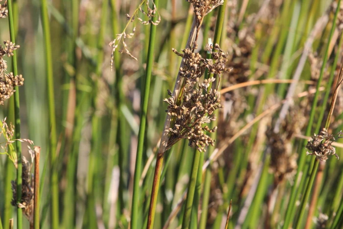 Juncus pallidus image