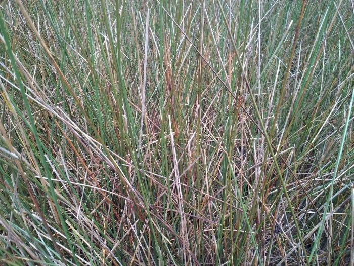 Juncus roemerianus image