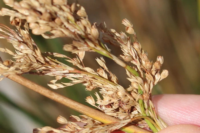 Juncus sarophorus image