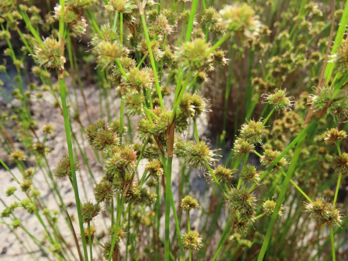 Juncus scirpoides image