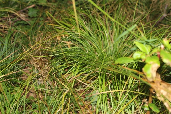 Juncus secundus image