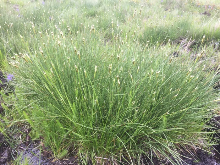 Juncus squarrosus image