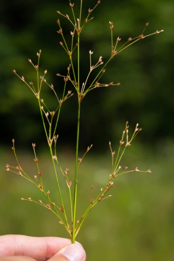 Juncus subcaudatus image