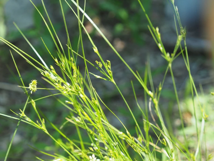 Juncus tenuis image