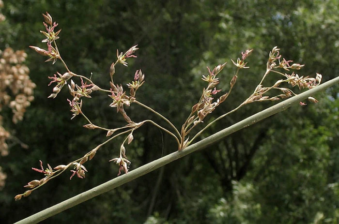 Juncus textilis image