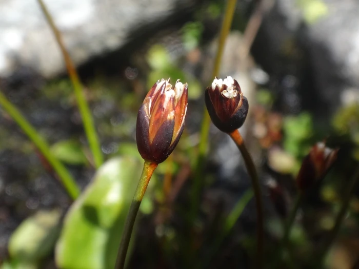 Juncus triglumis image