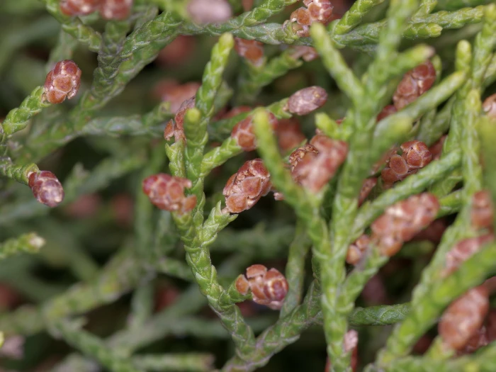 Juniperus ashei image