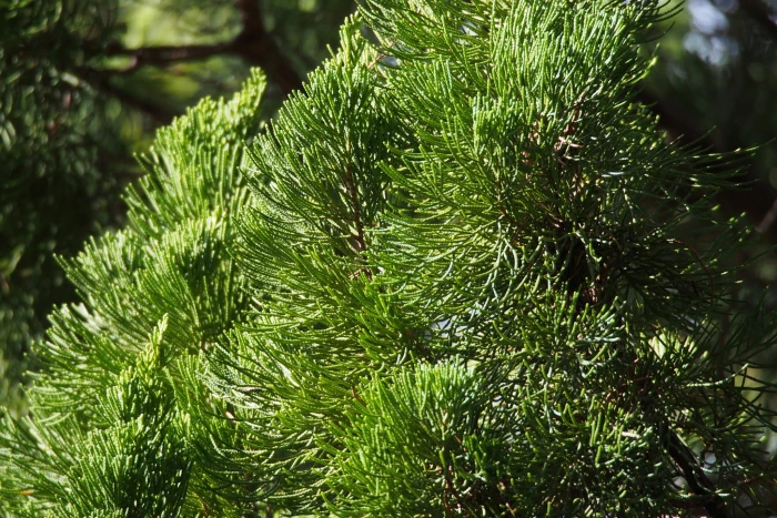 Juniperus chinensis image