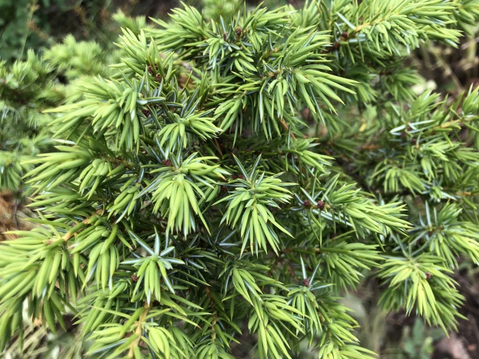 Juniperus communis image