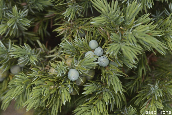 Juniperus communis var. depressa image
