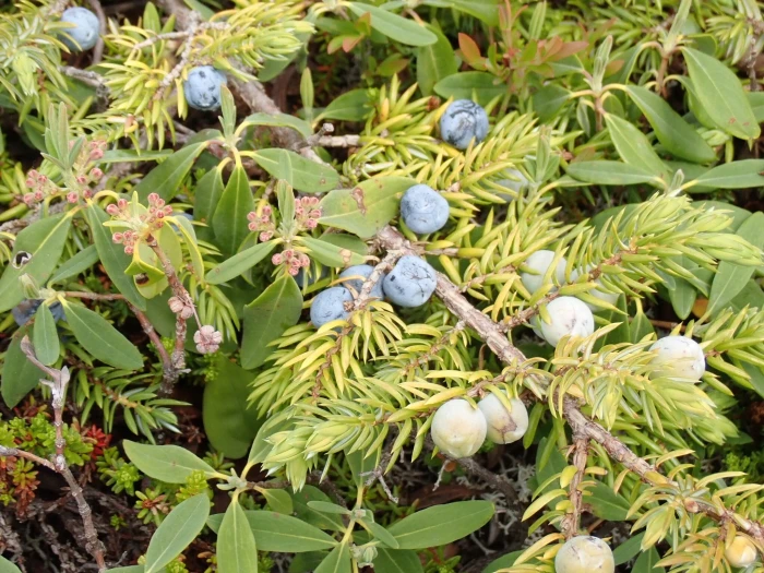 Juniperus communis subsp. nana image