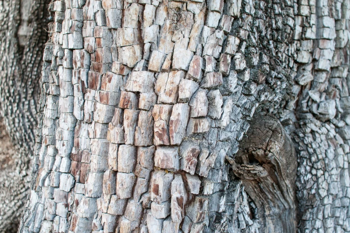 Juniperus deppeana image