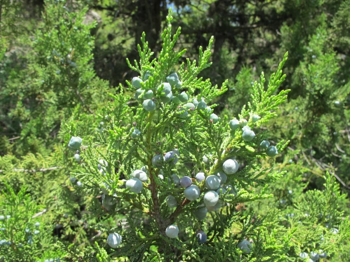 Juniperus foetidissima image