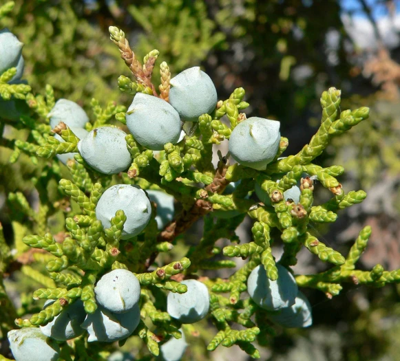 Juniperus osteosperma image