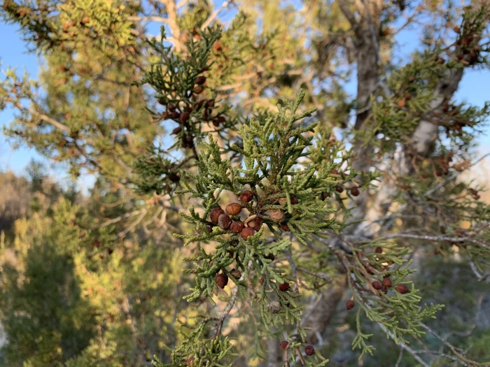 Juniperus pinchotii image