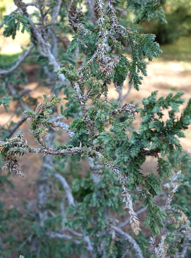 Juniperus pingii image
