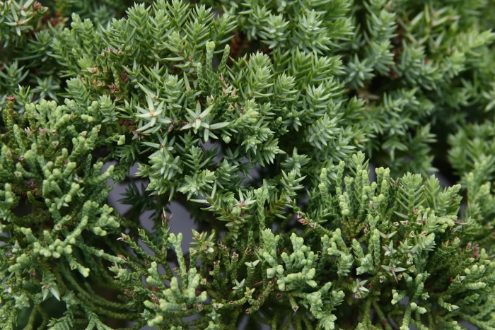 Juniperus procumbens image