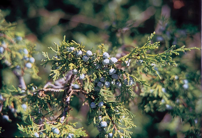 Juniperus scopulorum image
