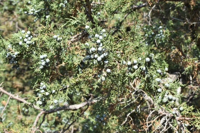 Juniperus semiglobosa image