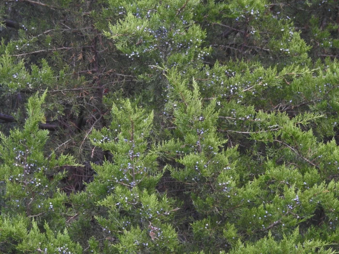 Juniperus virginiana image