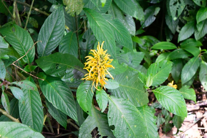 Justicia aurea image