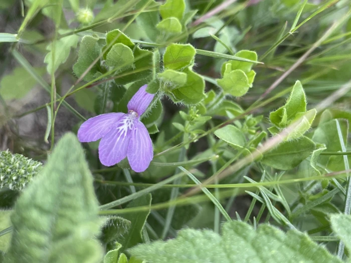 Justicia pilosella image