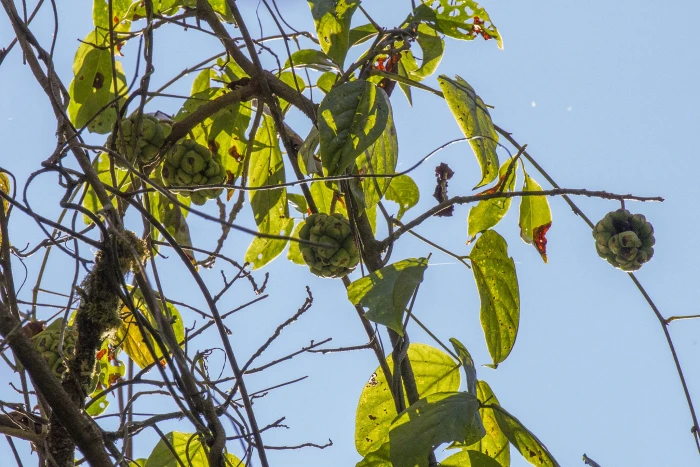 Kadsura heteroclita image