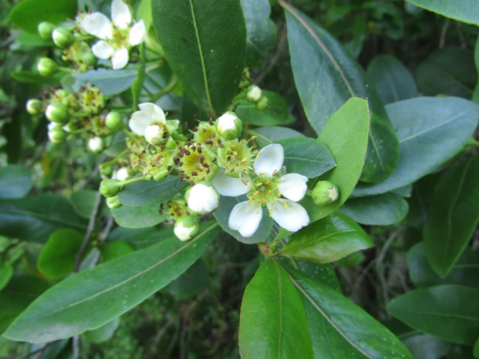 Kageneckia oblonga image