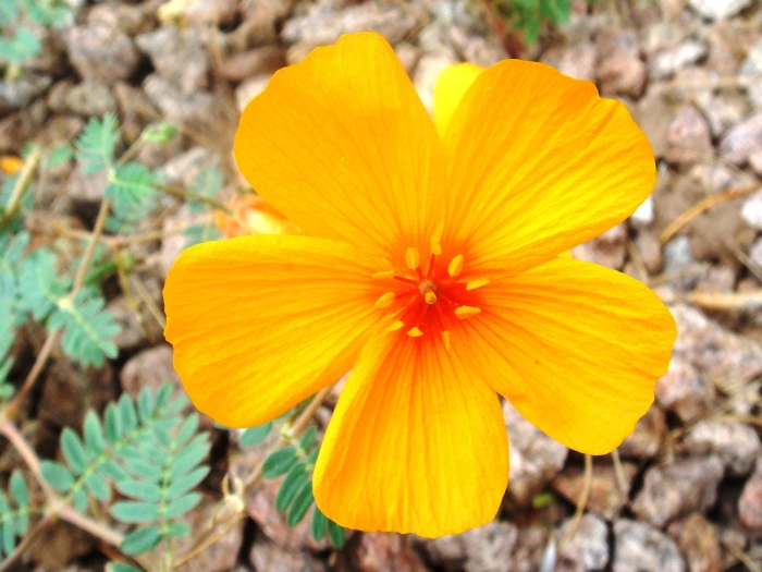 Kallstroemia grandiflora image