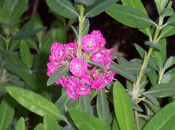 Kalmia angustifolia image