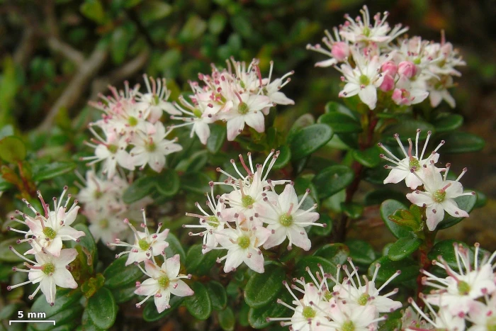Kalmia buxifolia image
