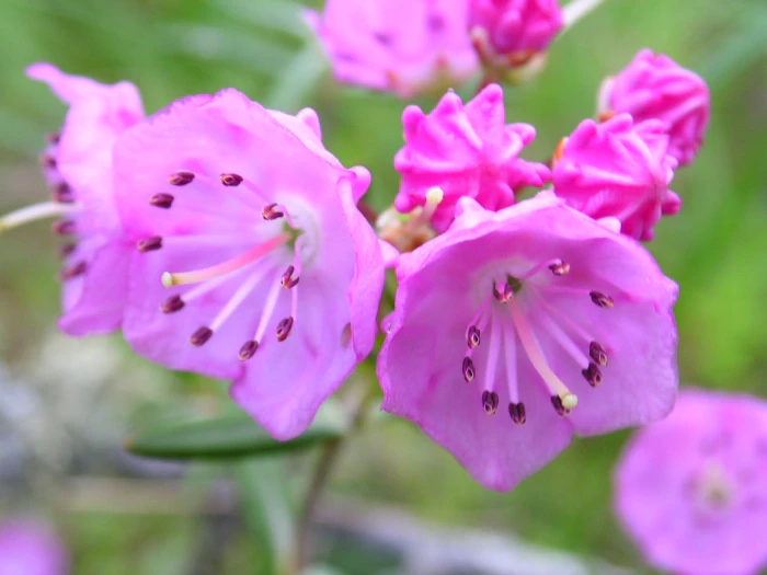 Kalmia polifolia image