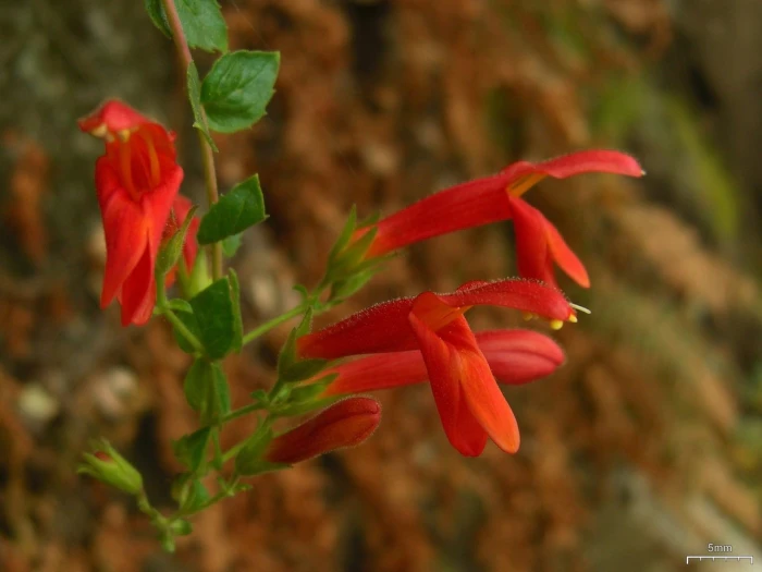 Keckiella cordifolia image