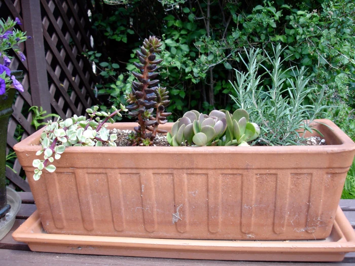 Kleinia petraea image