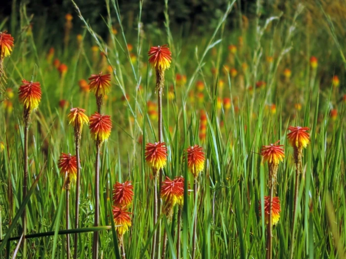 Kniphofia linearifolia image
