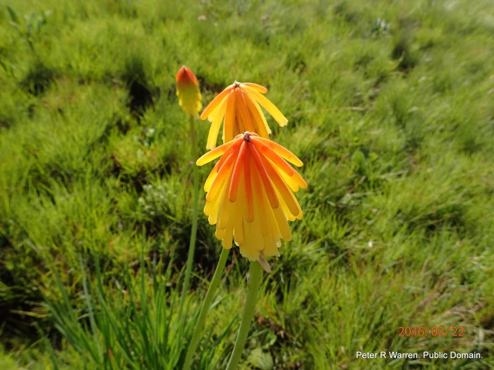 Kniphofia porphyrantha image