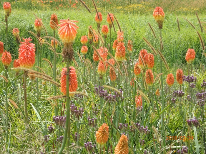 Kniphofia tysonii image